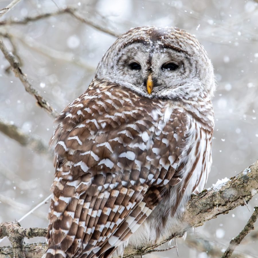 Barred Owl
